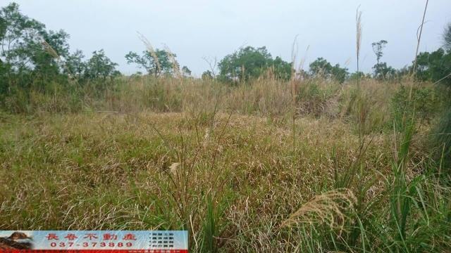 卓蘭方正葡萄園