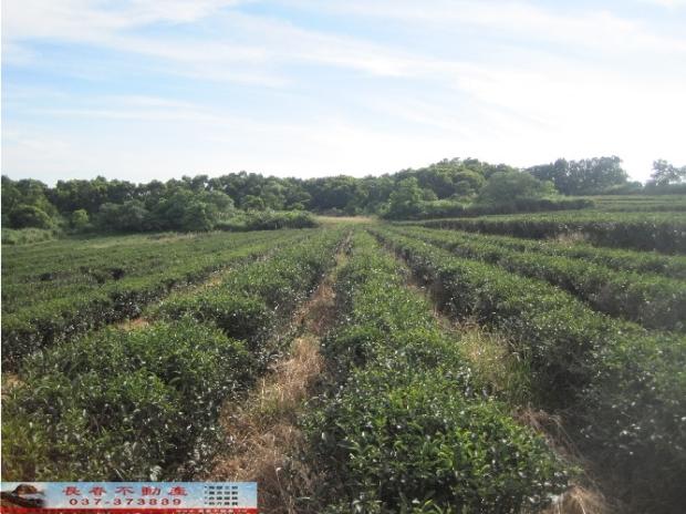 苗栗苗栗市農地-3