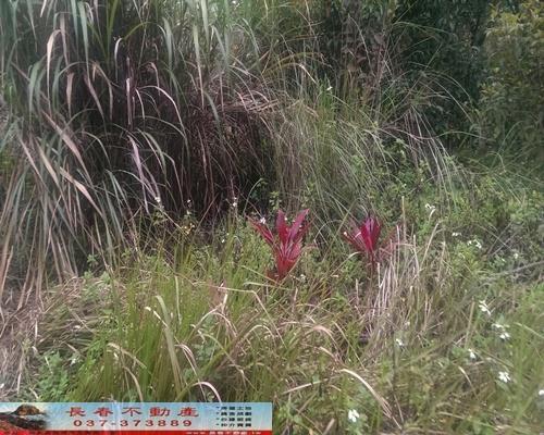 苗栗獅潭農地-3