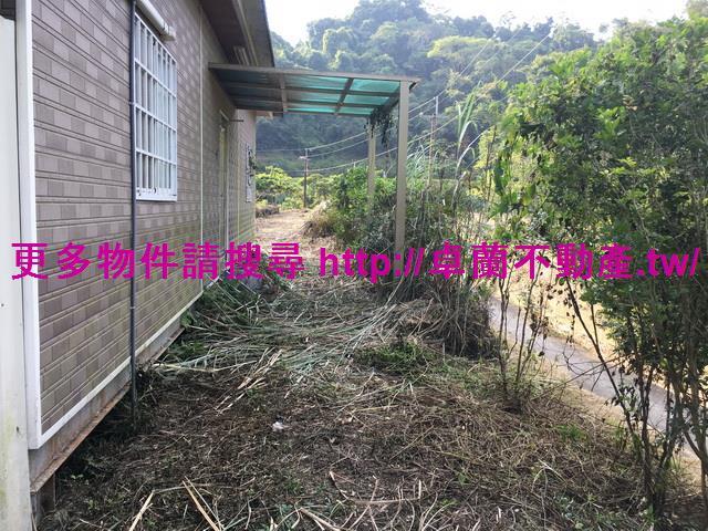 卓蘭平坦檳榔園