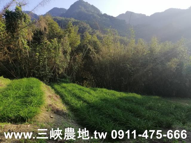 三峽農地-13