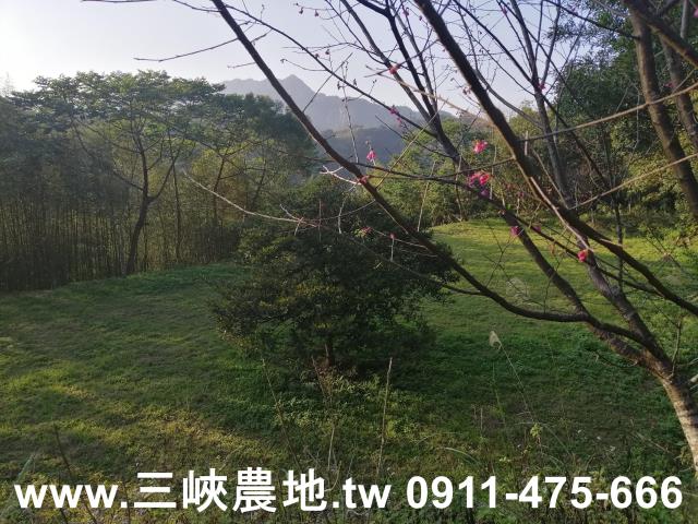 新北三峽農地-1