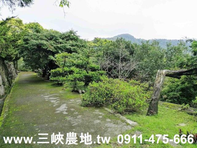 新北三峽農地-2