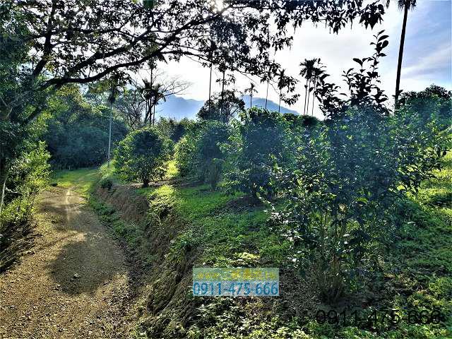 新北三峽農地-9