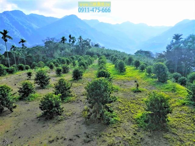 新北三峽農地-2