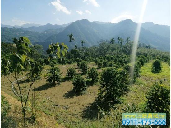 新北三峽農地-4