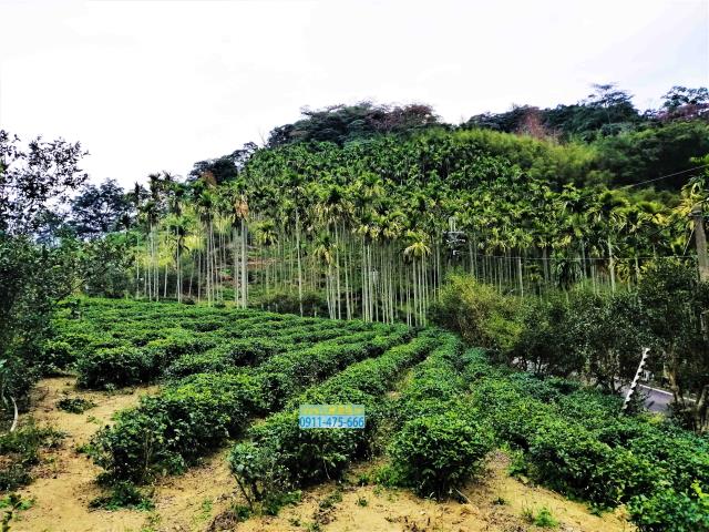 新北三峽農地-5