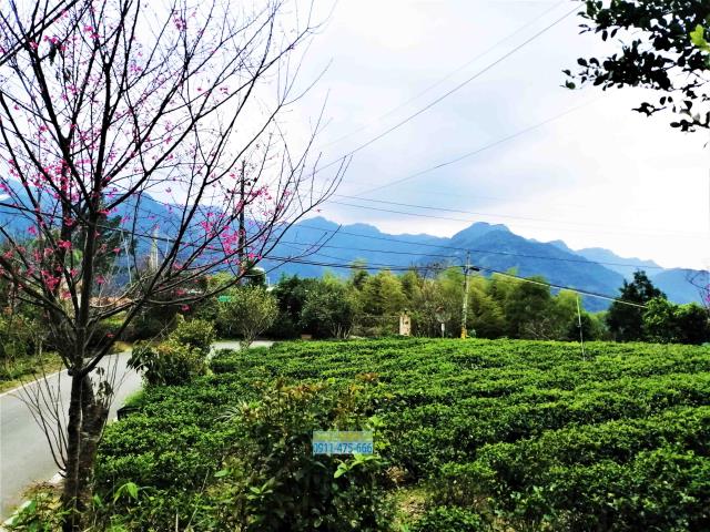 新北三峽農地-6