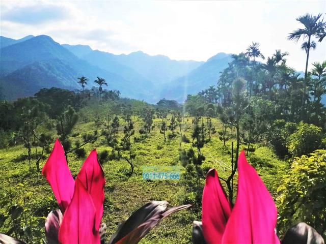 新北三峽農地-7