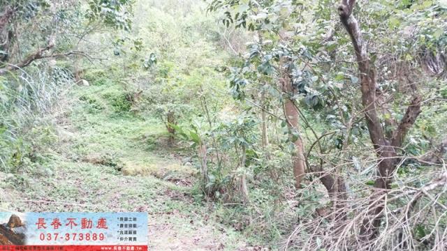 8F283頭屋外獅潭旱地