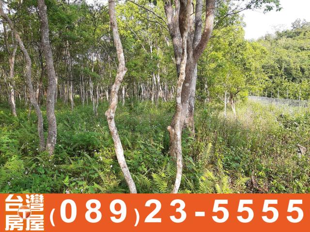 鑽石台東房地產買賣