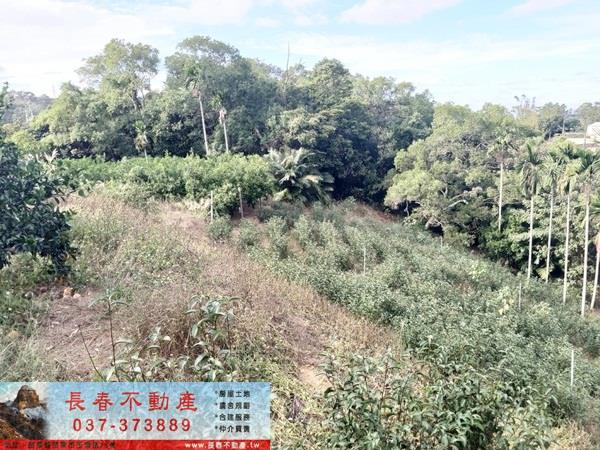 卓蘭橘香滿園602坪