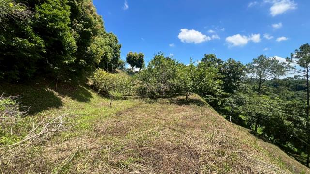 尖石梅花國小景觀農地