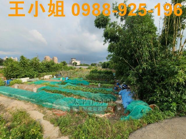 桃園平鎮農地-3
