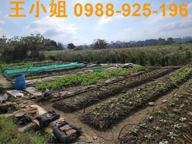 桃園農地-8