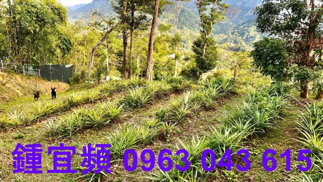 新竹北埔農地-1