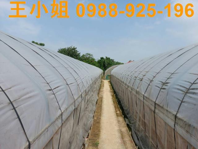 桃園桃園區農地-4