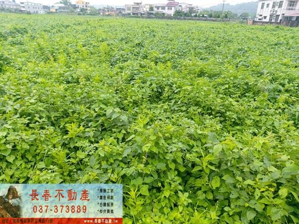 苗栗市農地-1
