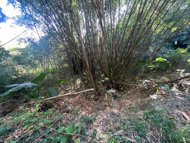 台南左鎮農地-1