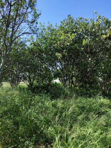 新屋石磊子清華高中農地出售