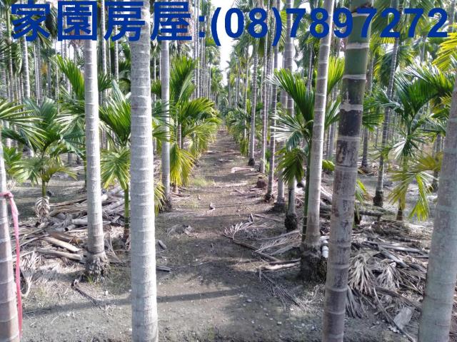 屏東新埤農地-2