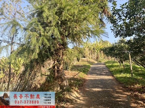 卓蘭農地-5
