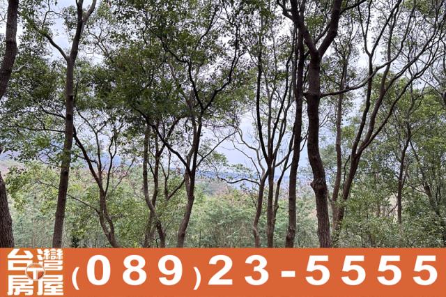 台東卑南農地-7