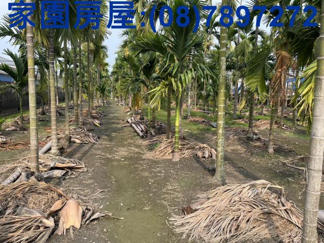 屏東萬丹農地-2