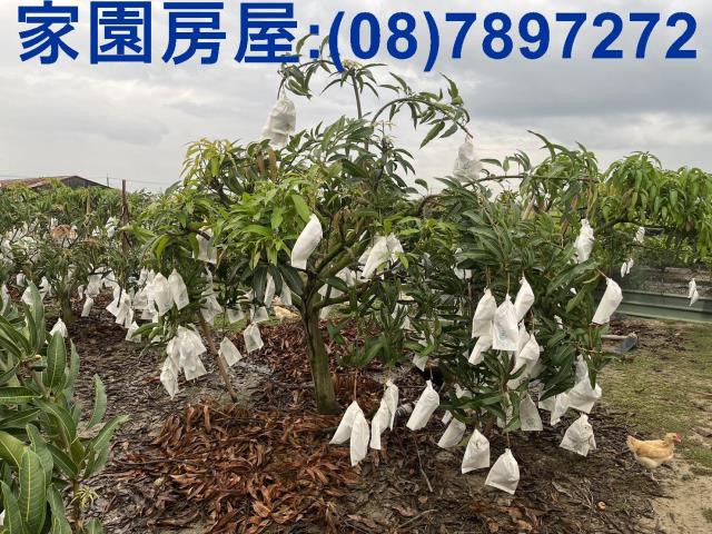 屏東萬丹農地-3