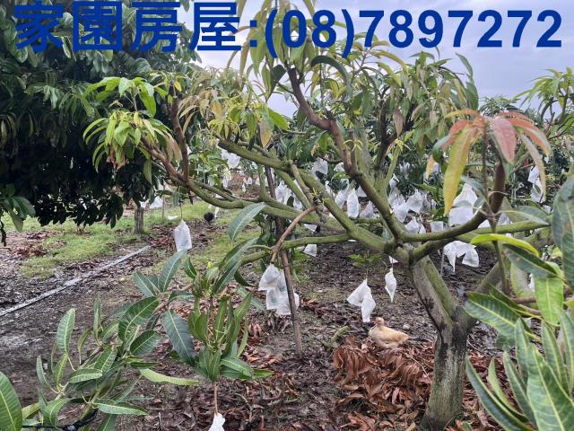 屏東萬丹農地-4