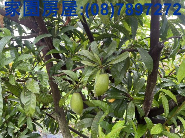 屏東萬丹農地-5