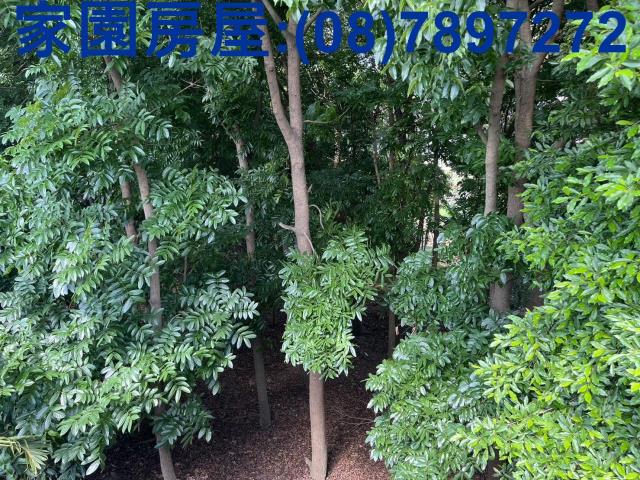 屏東萬丹農地-5