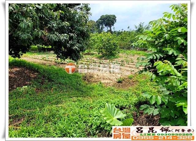 竹崎農地-6