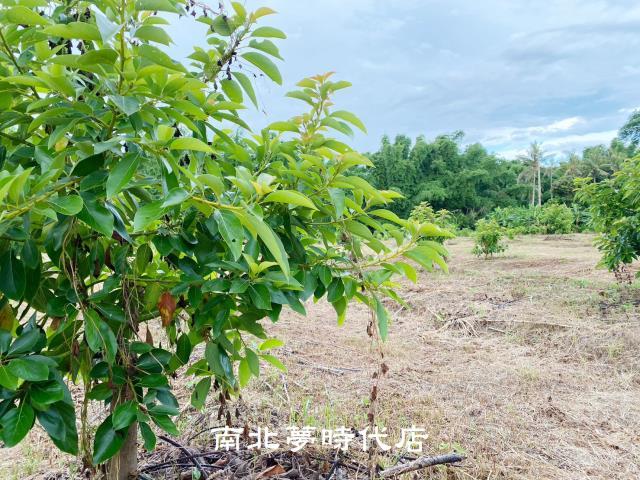 台南左鎮農地-7