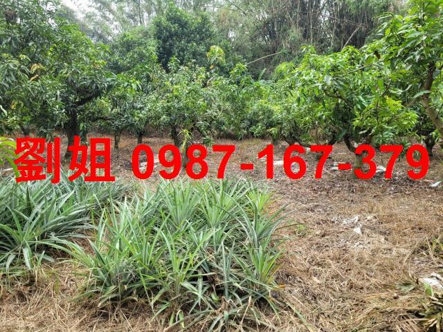 高雄大寮農地-0