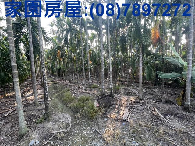 竹田農地-1