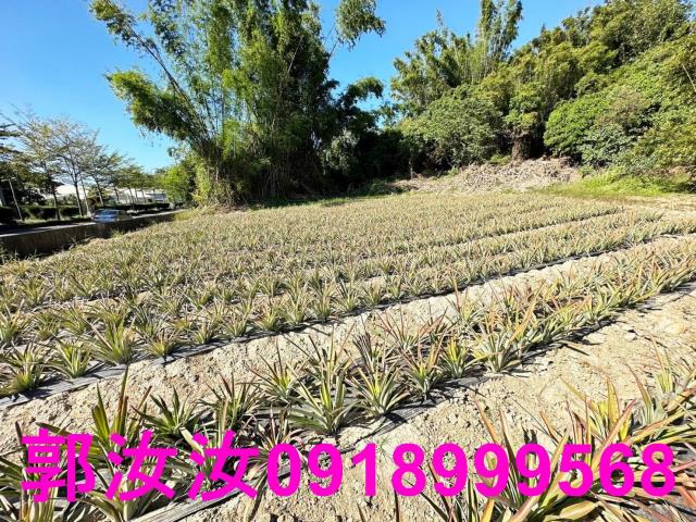 台南關廟農地-8