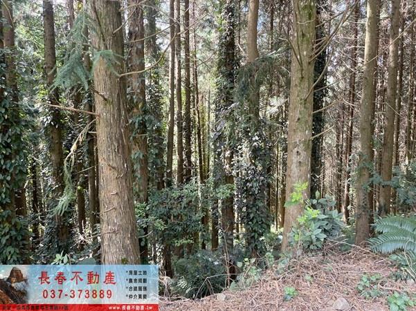 苗栗大湖農地-9