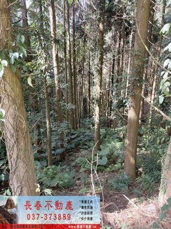 苗栗大湖農地-4