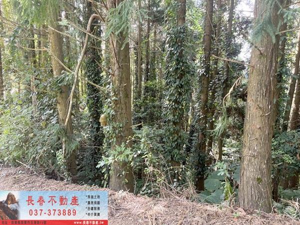 苗栗大湖農地-8