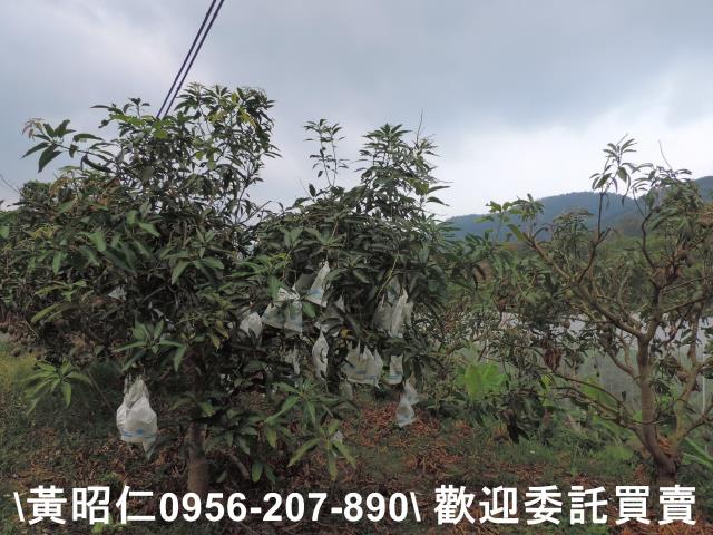 玉井農地-1