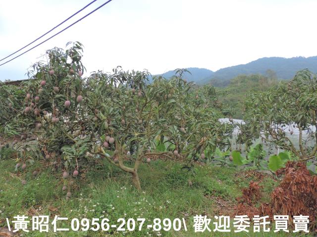 玉井農地-2
