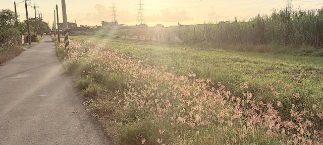 台南市六甲區農地