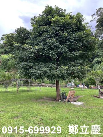 桃園龍潭農地-11