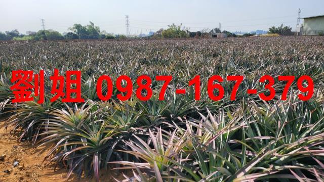 高雄大樹農地-0