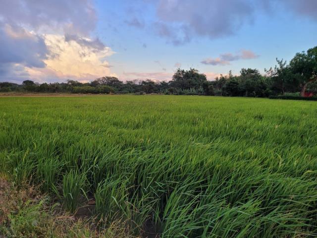 桃園中壢農地-5