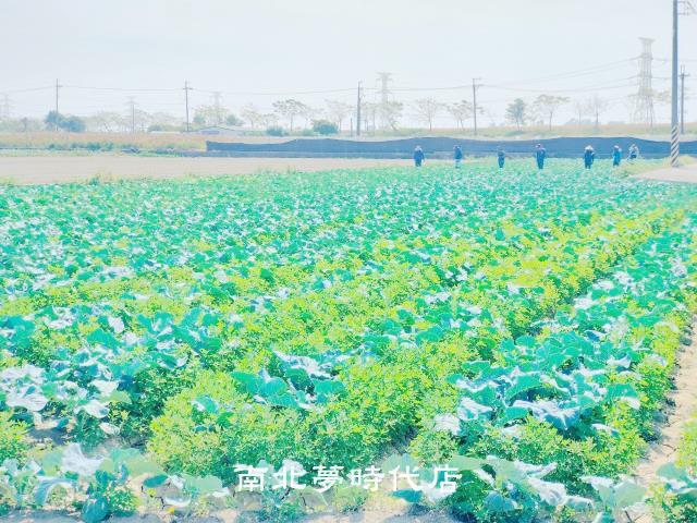 台南仁德農地-9