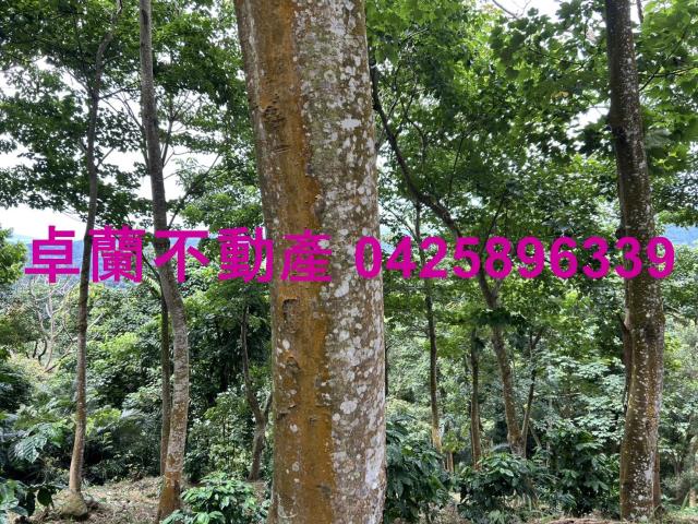 苗栗大湖農地-4