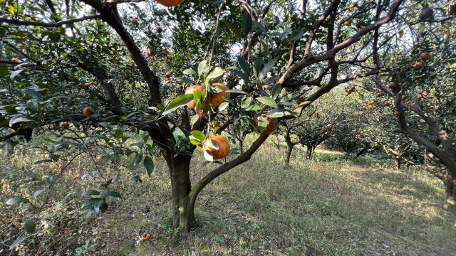 新竹北埔農地-9