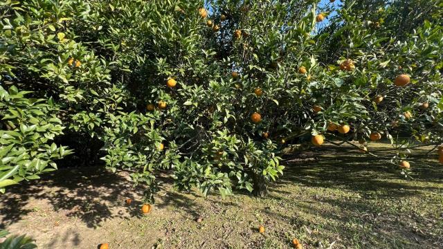 新竹北埔農地-10